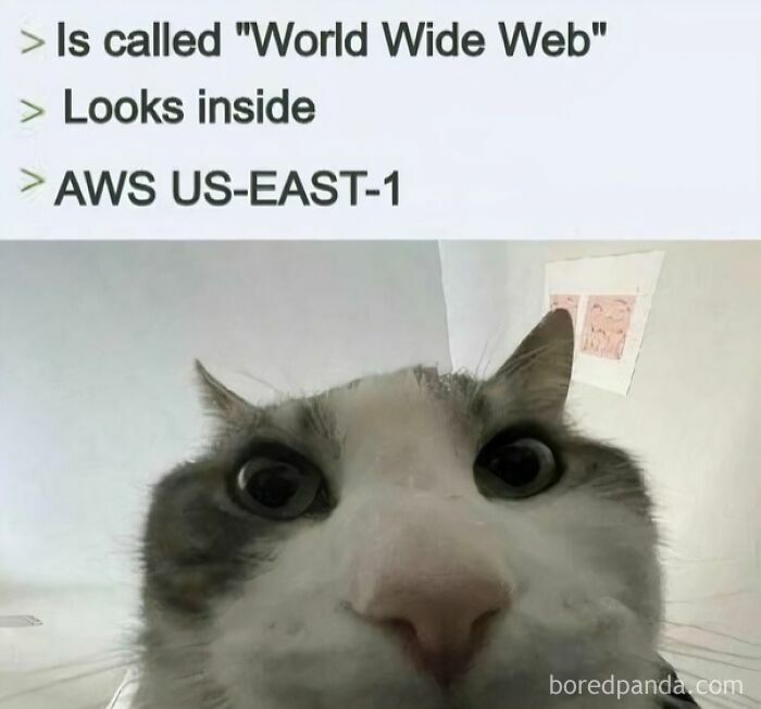 Close-up of a cat’s face with humorous text, showcasing programming memes about debugging and coding struggles.