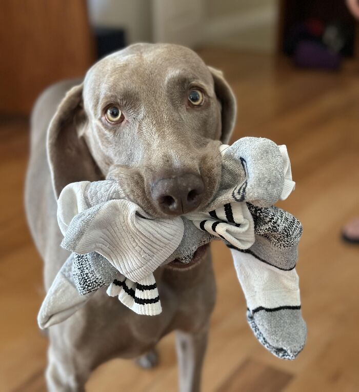 Dog holding a bundle of socks in its mouth, showcasing adorable animals being thieves in a home setting.