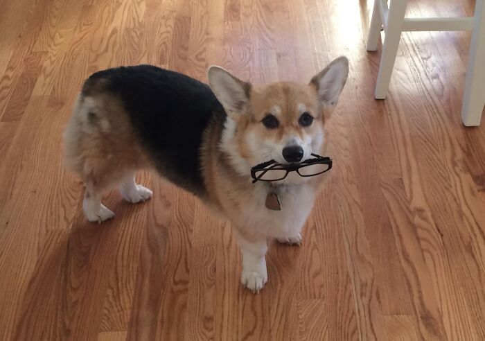Corgi dog standing on wooden floor holding stolen eyeglasses in mouth, showcasing adorable animals being thieves.