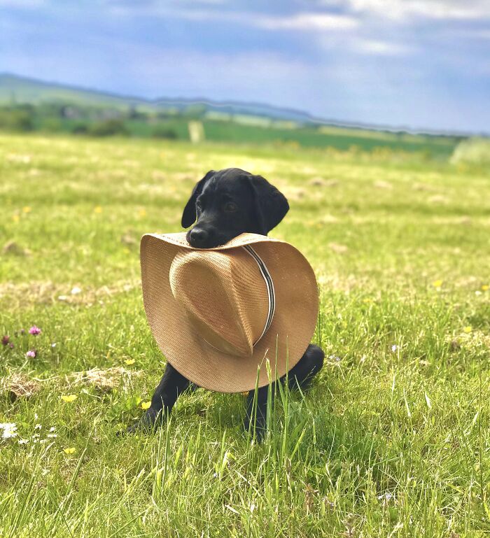 Black Labrador puppy outdoors chewing and carrying a large straw hat, showing adorable animals being thieves moment.