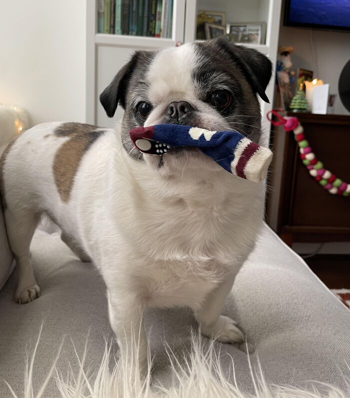 Small dog holding a colorful sock in its mouth, one of the adorable animals being thieves caught in action.