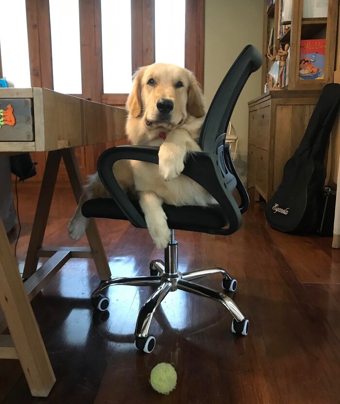 Golden retriever sitting in an office chair with a tennis ball on the floor, showcasing adorable animals being thieves.