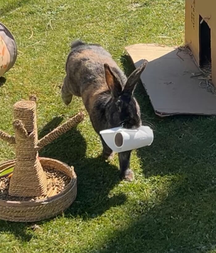 Rabbit outside on grass stealing a white paper roll in a playful display of adorable animals being thieves.