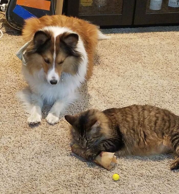 A fluffy dog watching a cat stealing and chewing on a bone indoors on a carpet in adorable animals being thieves.