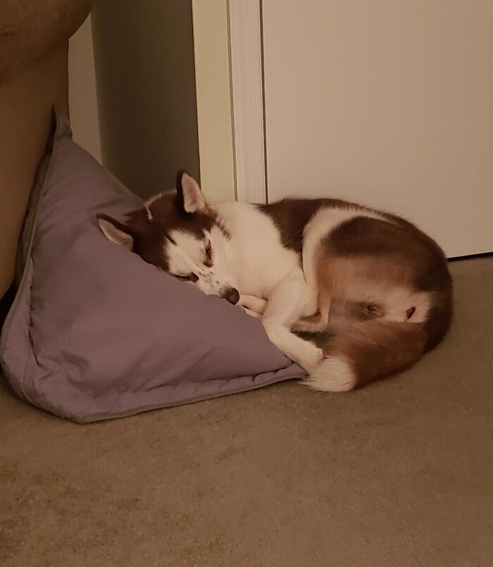 Sleeping adorable dog curled up on a pillow inside a home, showcasing cute animals being thieves at rest.