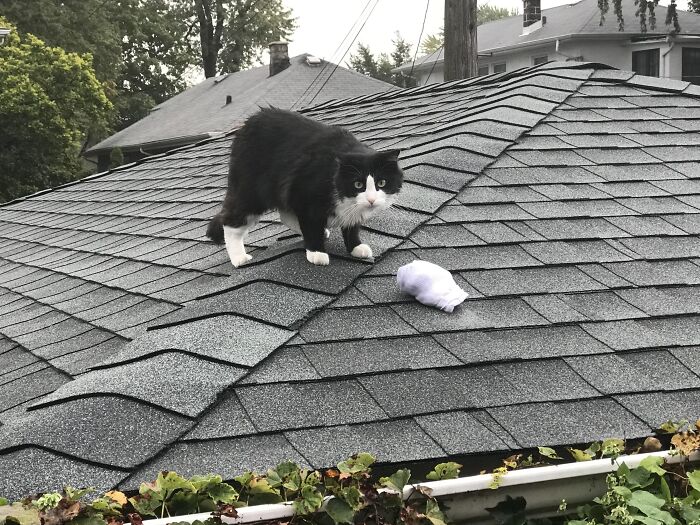 Black and white cat on a rooftop next to a stolen white sock, showcasing adorable animals being thieves moment.