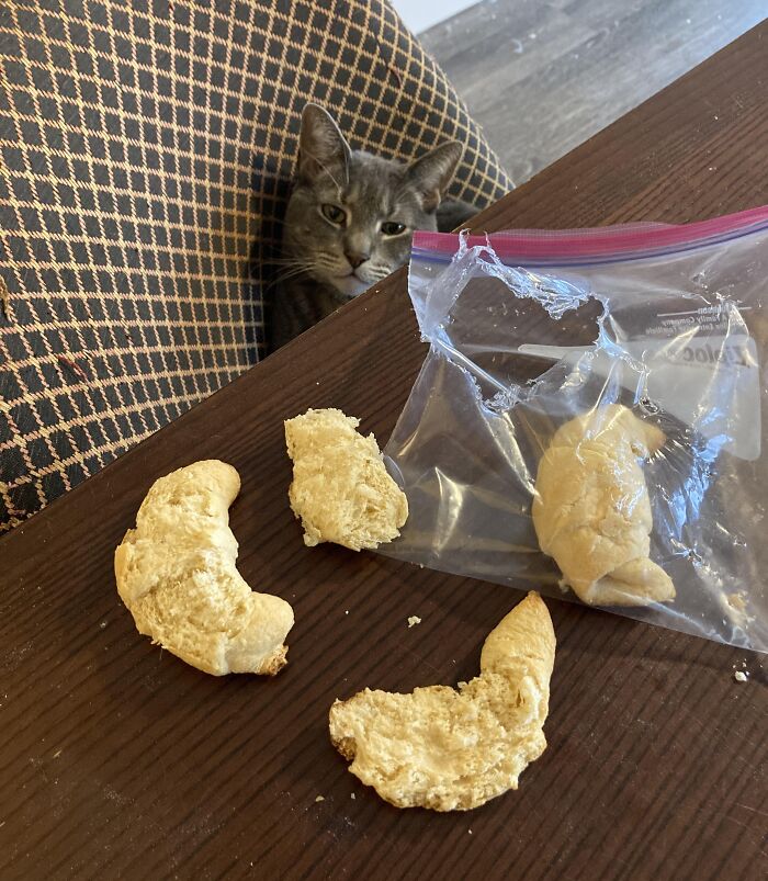 Gray cat caught stealing croissants from a torn plastic bag on a wooden dining table, showcasing adorable animals being thieves.