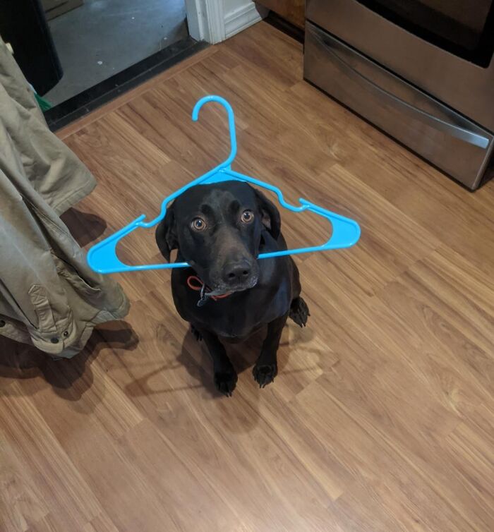Black dog sitting on a wooden floor with a blue clothes hanger stuck around its head, showing adorable animal mischief.