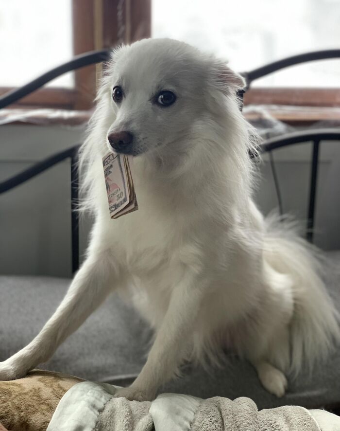 White fluffy dog holding money in its mouth, sitting on a couch, showing adorable animals being thieves behavior.