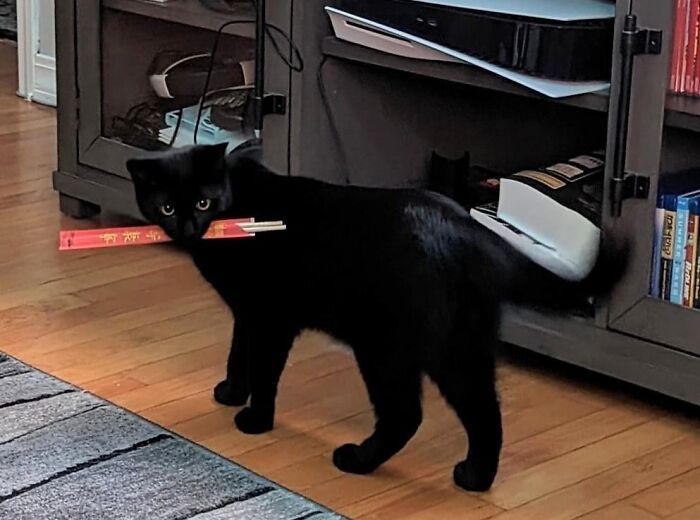 Black cat stealing chopsticks, standing on wooden floor near a cabinet filled with books and papers, adorable animal thief.