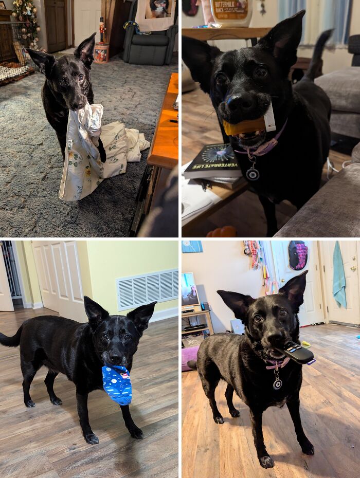 Black dog playfully holding various stolen household items in its mouth, showcasing adorable animal thief behavior indoors.