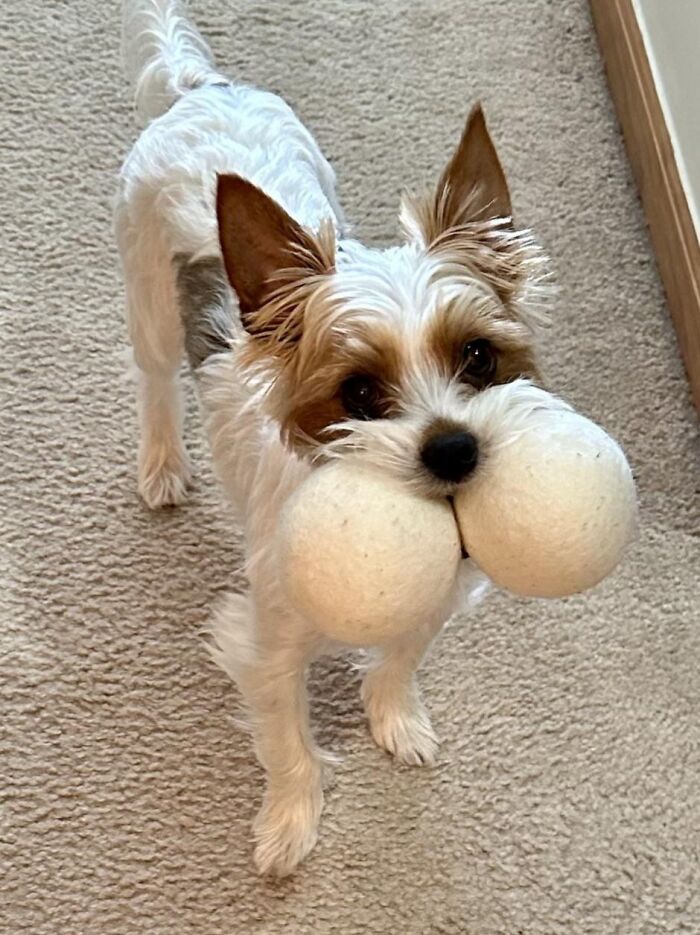 Small dog holding two white balls in its mouth, showing adorable animals being thieves on carpeted floor.