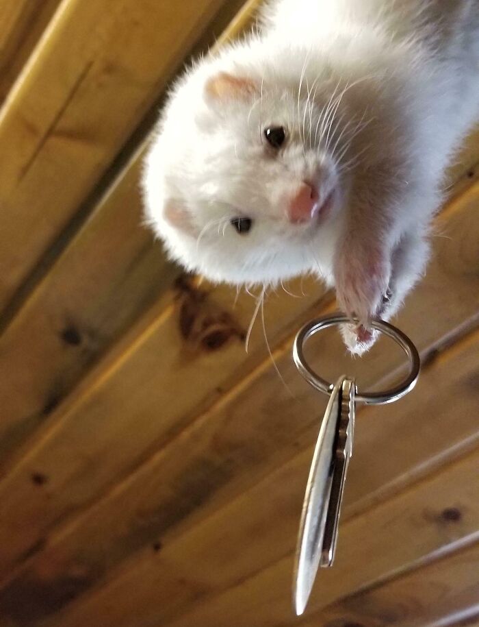 White ferret clutching a keyring with keys, showcasing adorable animals being thieves in a wooden room background.