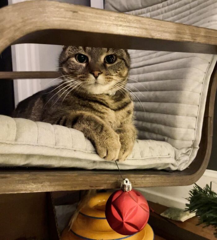 Tabby cat lying on a cushion, gently holding a red Christmas ornament, showcasing adorable animals being thieves.