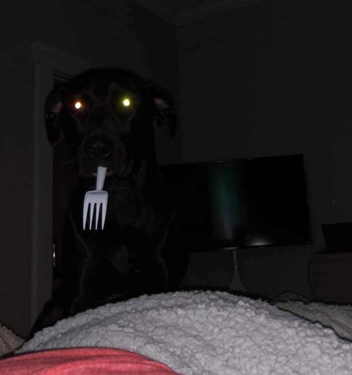 Black dog with glowing eyes gently holding a stolen plastic fork, showcasing adorable animals being thieves in low light.