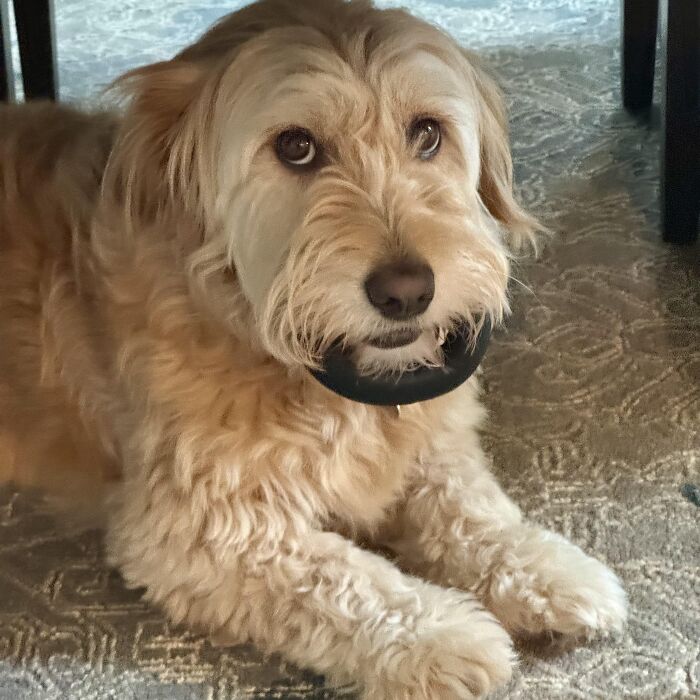 Adorable fluffy dog lying on carpet holding a black object in its mouth, showcasing playful animal thief behavior.