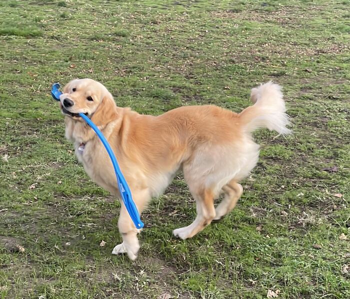 Golden retriever outdoors playfully carrying a blue object in its mouth showing adorable animal thief behavior.