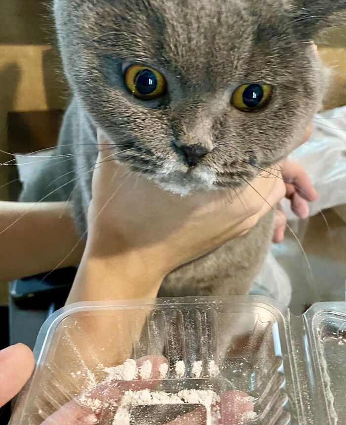 Close-up of an adorable cat looking curiously at a clear container, showcasing charming animals being thieves.