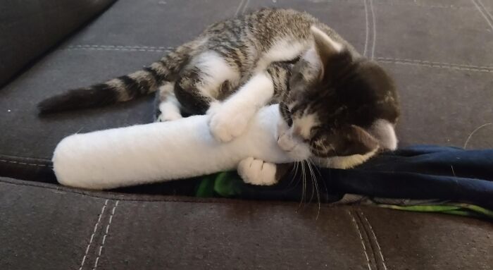 Kitten clutching a soft toy on a couch, showcasing adorable animals being thieves in a playful moment.