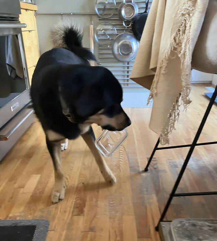 Black dog in kitchen carrying a clear plastic container, one of the adorable animals being thieves.
