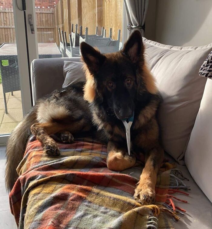 German shepherd on a couch holding scissors in its mouth, one of the adorable animals being thieves caught in action.