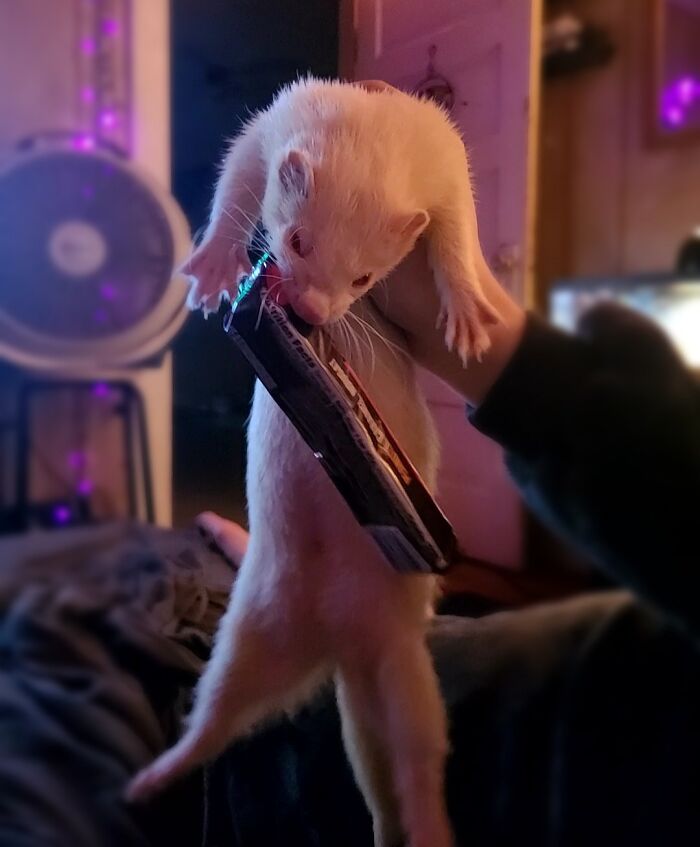 Ferret being held while stealing a snack bar, showing adorable animals being thieves in a cozy indoor setting.
