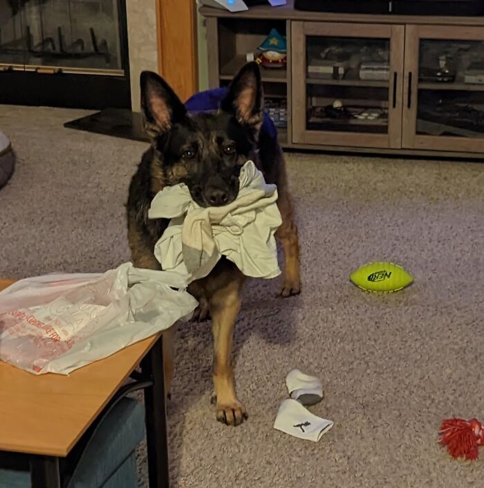 German Shepherd indoors carrying a stolen shirt in mouth, surrounded by scattered items with adorable animals being thieves.