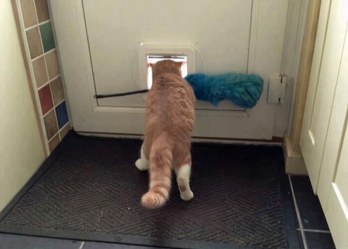 Orange cat stealing a blue duster through a pet door, showcasing adorable animals being thieves in a home setting.