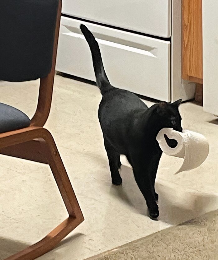 Black cat stealing a roll of toilet paper indoors, showcasing adorable animals being thieves in a playful moment.