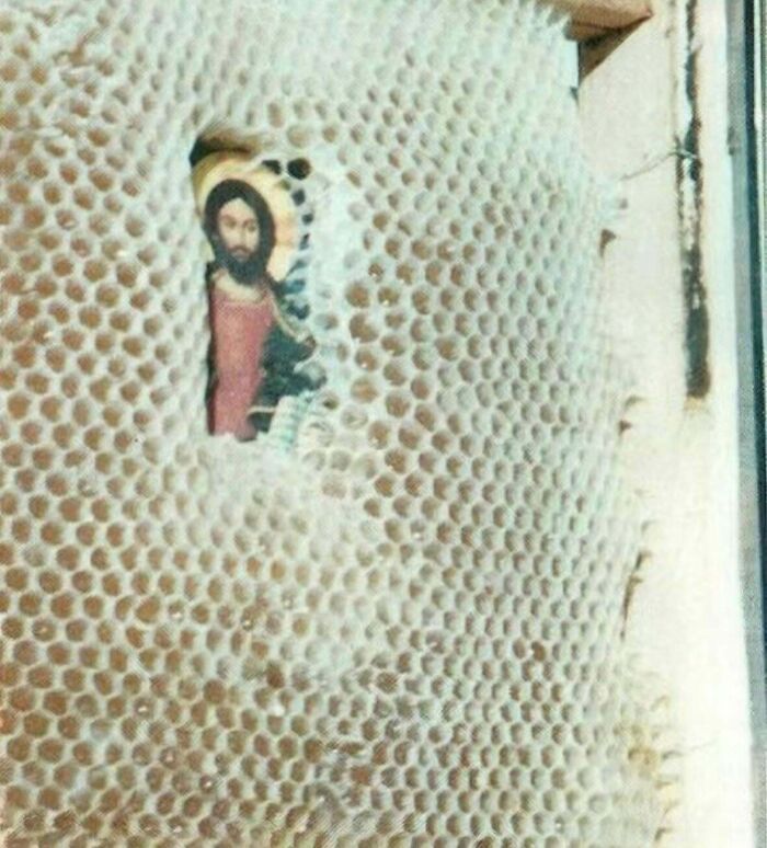 Close-up of a honeycomb covering a religious image, an unsettling mystery that continues to fascinate and disturb viewers.