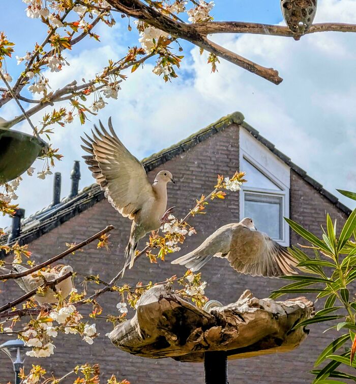 Doves in mid-flight near blooming branches and a brick house, displaying Accidental Renaissance qualities.