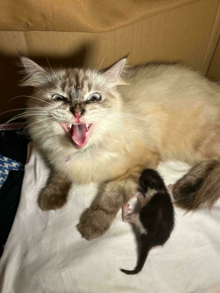 Meowing fluffy cat lying next to tiny newborn kitten
