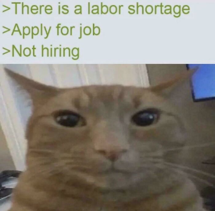 An orange cat looking directly at the camera with text about a job application issue related to a new job.