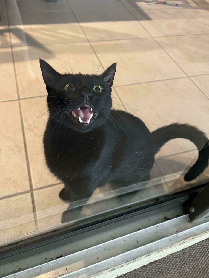 Black cat meowing glaring through glass door