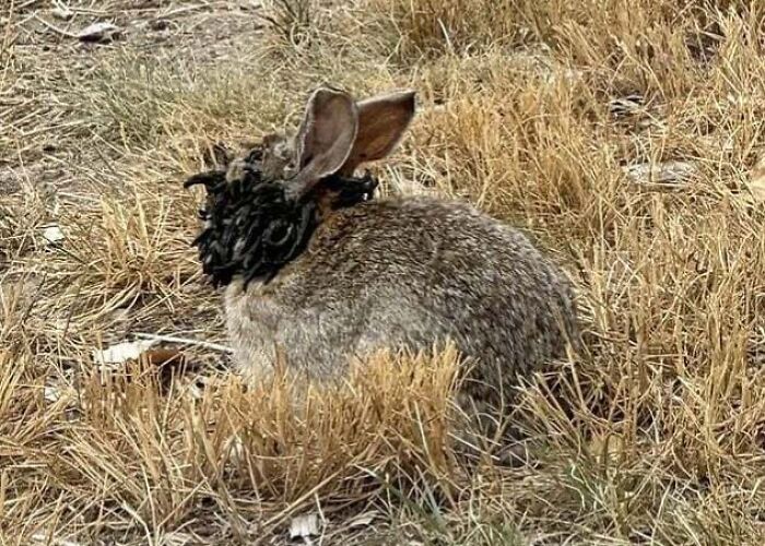 Rabbit with a strange, black, curly growth on its face sitting in dry grass, a creepy and weird photo.