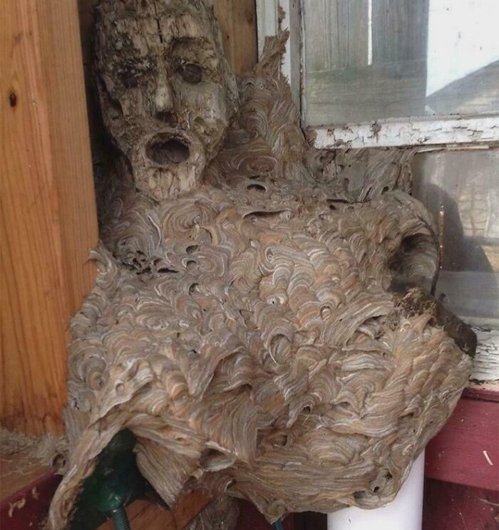 Large creepy and weird wasp nest resembling a haunting human face inside a wooden structure, evoking eerie feelings.