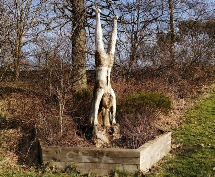 Tree trunk shaped like a creepy upside-down human figure in a garden, evoking eerie and weird photo vibes.