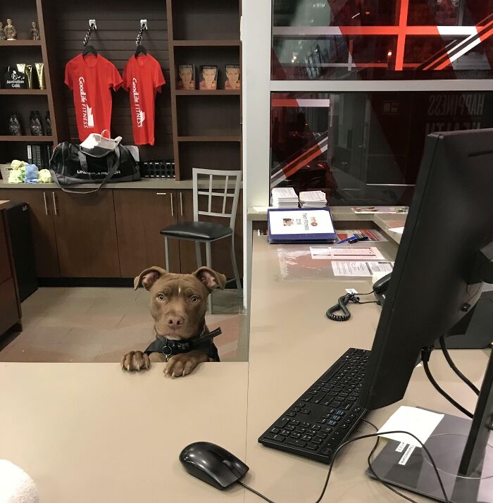 Dog standing at gym reception desk with computer keyboard and mouse, a funny Darwin award contender moment captured.