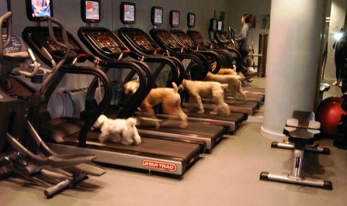 Several dogs running on treadmills at the gym, a funny moment capturing unexpected gym behavior.