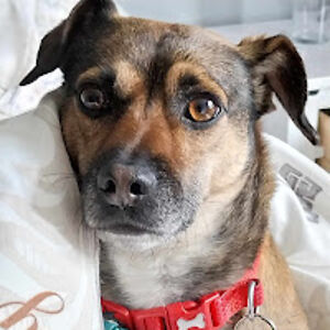 traceywhiteberyltheperyl avatar