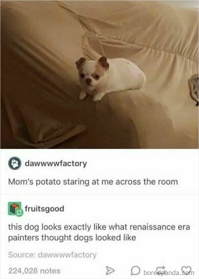 Does Insulting A Dog Still Count?