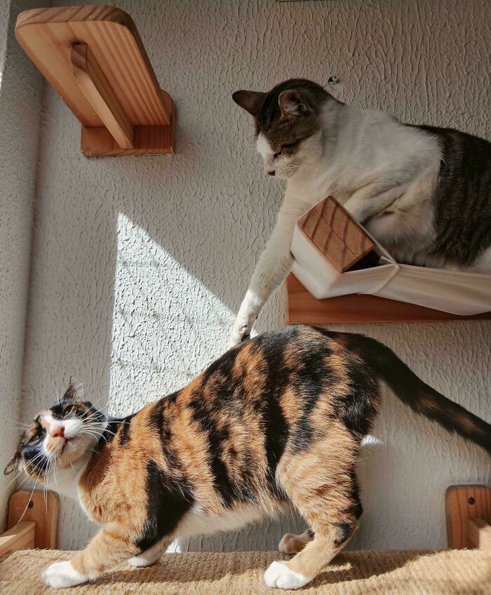 Two cats on wooden shelves with light casting a dramatic shadow, evoking an Accidental Renaissance scene.