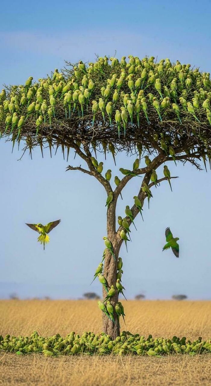 Uplifting post showing a tree full of green parrots in a savanna, a much-needed break from everything.