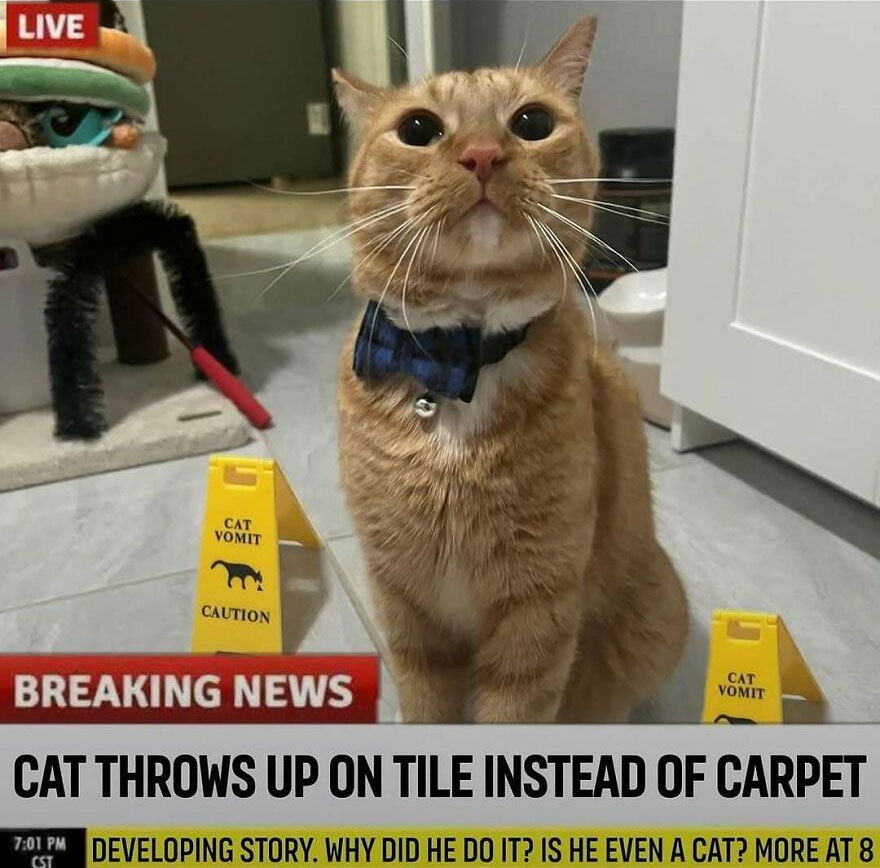Orange cat wearing a bow tie surrounded by cat vomit caution signs in a humorous cat meme scene.