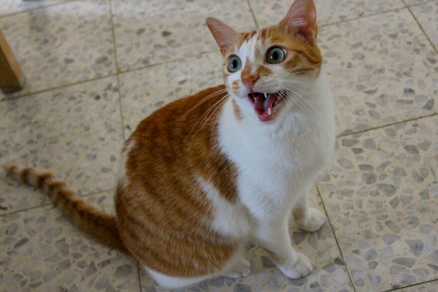 Orange and white cat with mouth open sitting on tiled floor, illustrating weird animal laws concept.