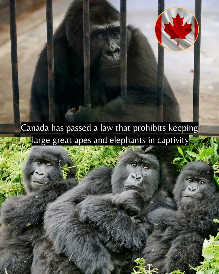 Gorillas shown behind bars and in the wild, illustrating good news about animal captivity laws worldwide.