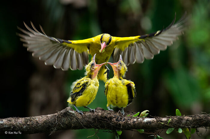 40 Incredible Wildlife Photos That Won Awards In Previous Years Of Wildlife Photographer Of The Year