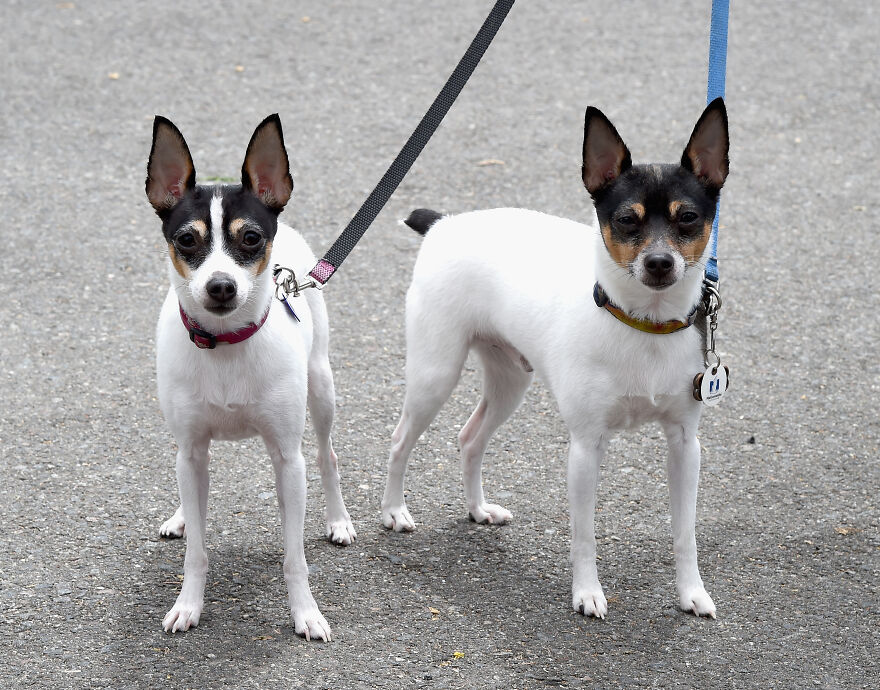 Two small dog breeds with white coats and black markings on leashes standing on gray pavement outdoors.