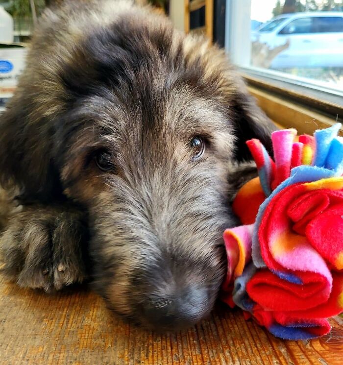 Puppy resting on wooden floor next to colorful toy, capturing one of the best daycare moments shared by dog owners.