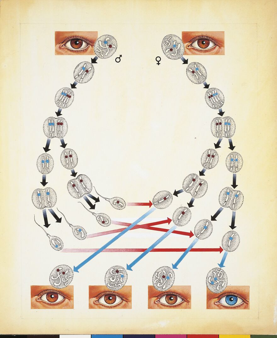 Diagram showing genetic inheritance patterns of eye color highlighting how rare green eyes occur through genetics. Diagram showing genetic inheritance patterns of eye color highlighting how rare green eyes occur through genetics.